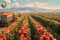 ببینید؛ چگونه آمریکایی ها هزاران تن هلو را برداشت و فرآوری می کنند؟