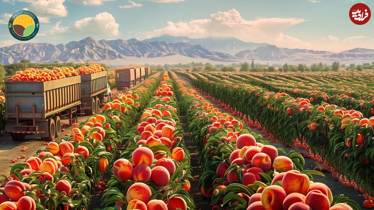ببینید؛ چگونه آمریکایی ها هزاران تن هلو را برداشت و فرآوری می کنند؟