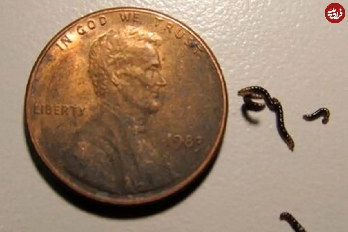 عکس| تنها حشره قطب جنوب پلاستیک می‌خورد؛ کشف تکان‌دهنده زنگ‌خطر را به صدا درآورد