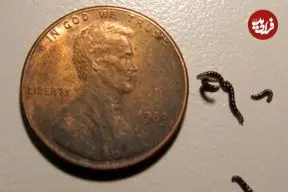 عکس| تنها حشره قطب جنوب پلاستیک می‌خورد؛ کشف تکان‌دهنده زنگ‌خطر را به صدا درآورد