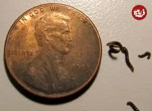 عکس| تنها حشره قطب جنوب پلاستیک می‌خورد؛ کشف تکان‌دهنده زنگ‌خطر را به صدا درآورد