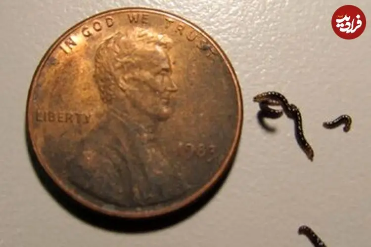 عکس| تنها حشره قطب جنوب پلاستیک می‌خورد؛ کشف تکان‌دهنده زنگ‌خطر را به صدا درآورد