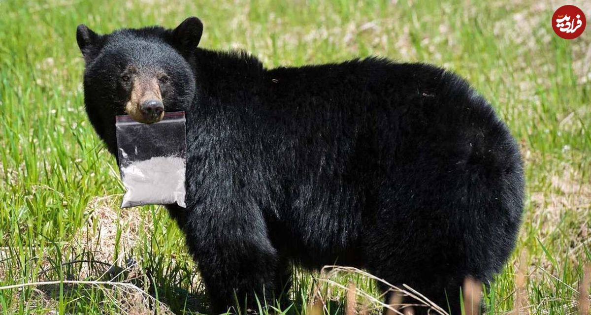 (تصاویر) این خرس چگونه ۳۴ کیلو کوکائین را یک جا خورد؟