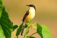 (ویدئو) این پرنده در لانه سازی استعداد عجیبی دارد!
