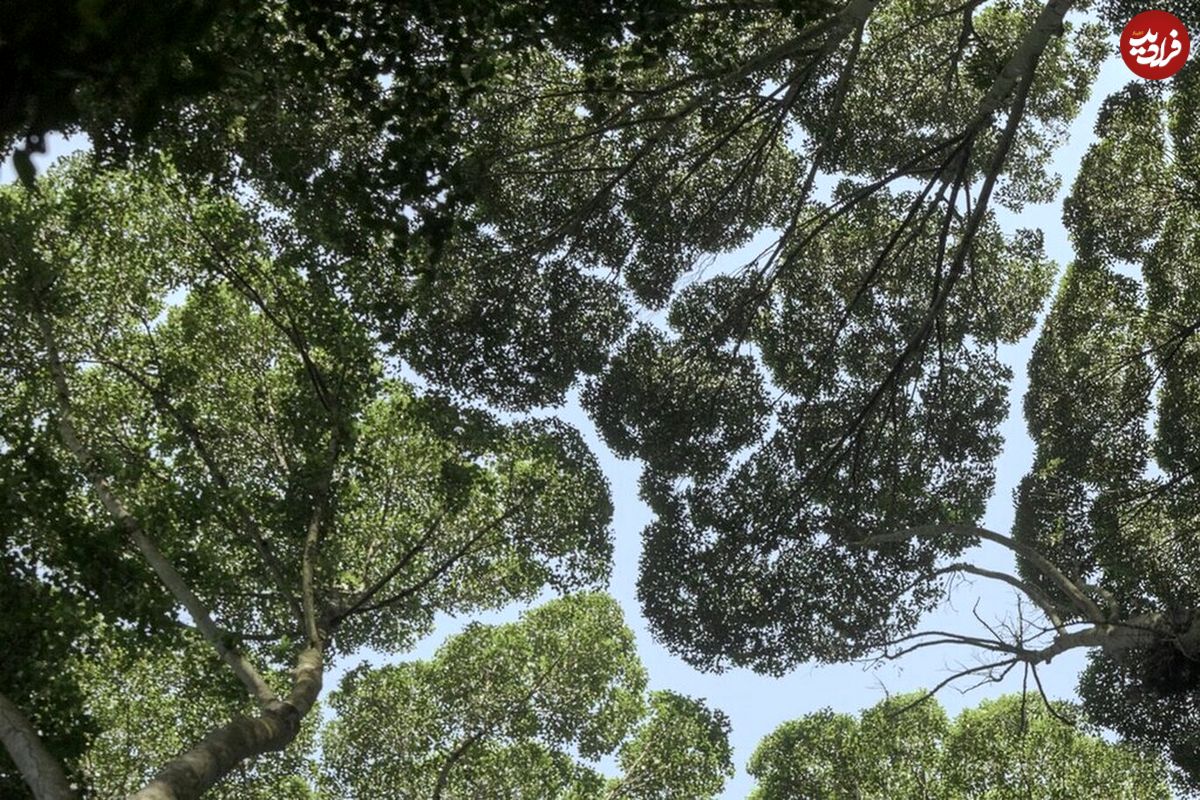 درخت مصنوعی که جای ۷۵۰ درخت اکسیژن می‌دهد؛ این درخت در تبریز کاشته می‌شود
