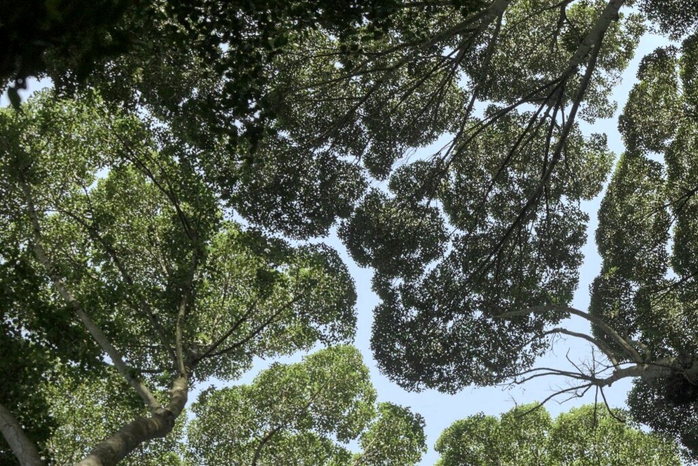 درخت مصنوعی که جای ۷۵۰ درخت اکسیژن می‌دهد؛ این درخت در تبریز کاشته می‌شود