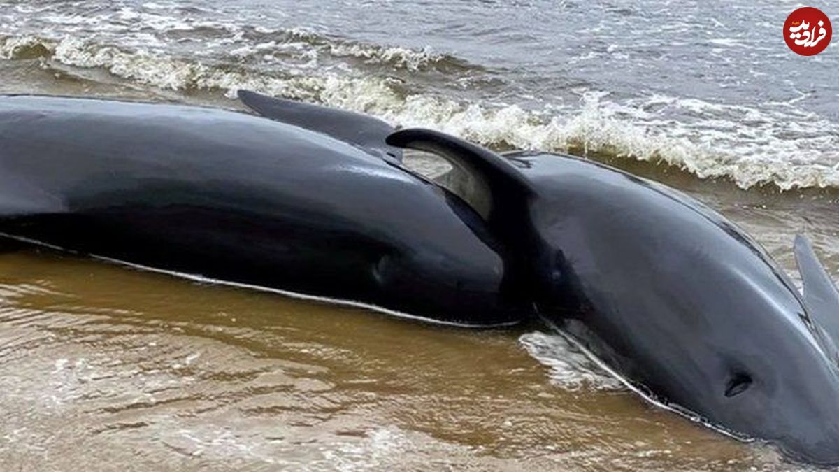 ۵۰۰ نهنگ در استرالیا گیر افتاده‌اند