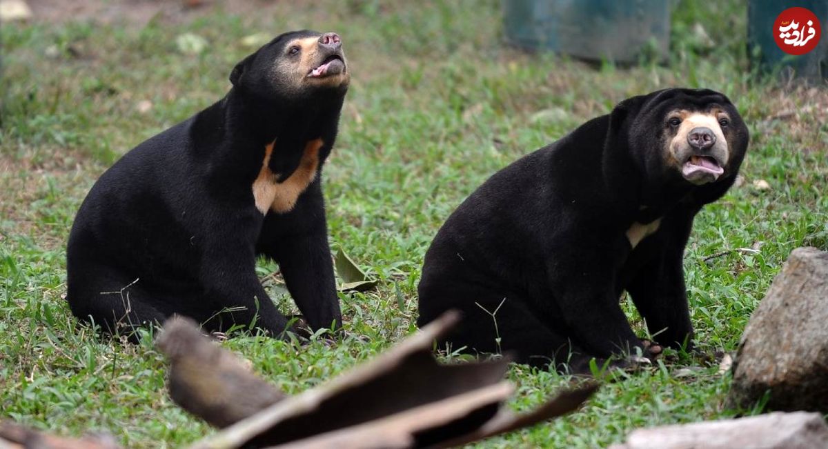 خطر انقراض خرس‌های آفتاب در چین