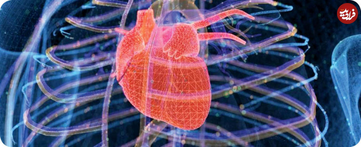 قلب خودش را ترمیم میکند؟