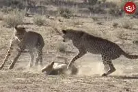 (ویدئو) شغال وارد دام یوزپلنگ‌ها شد و خودش را به موش مردگی زد!