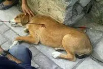 بازداشت شخص حیوان‌آزار در مشهد
