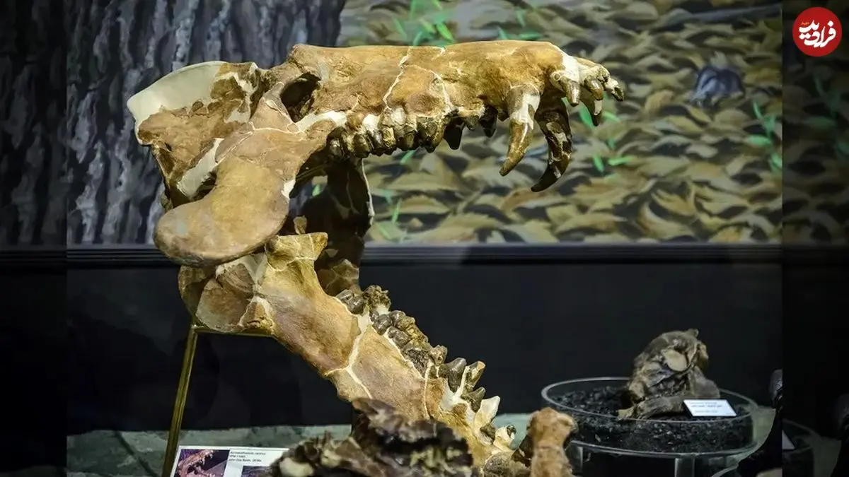 «خوک‌های جهنمی» که 30 میلیون سال پیش استخوان‌ها را خرد می‌کردند