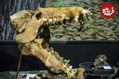 «خوک‌های جهنمی» که 30 میلیون سال پیش استخوان‌ها را خرد می‌کردند