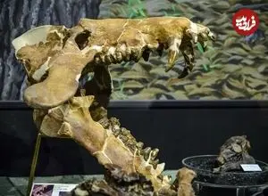 «خوک‌های جهنمی» که 30 میلیون سال پیش استخوان‌ها را خرد می‌کردند