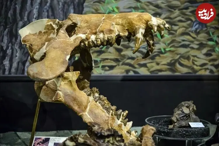 «خوک‌های جهنمی» که 30 میلیون سال پیش استخوان‌ها را خرد می‌کردند