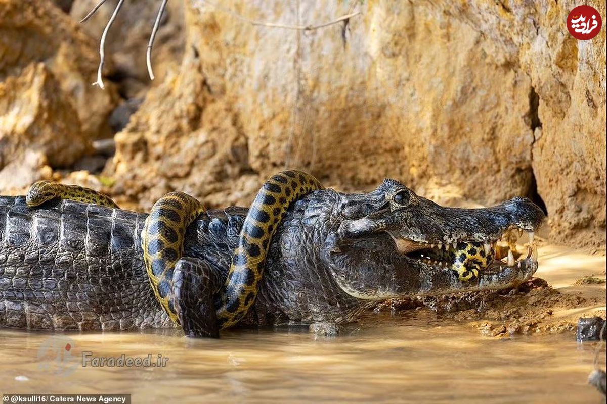 تصاویر/ نبرد بسیار نادر بینِ مار آناکوندا و تمساح غول‌پیکر