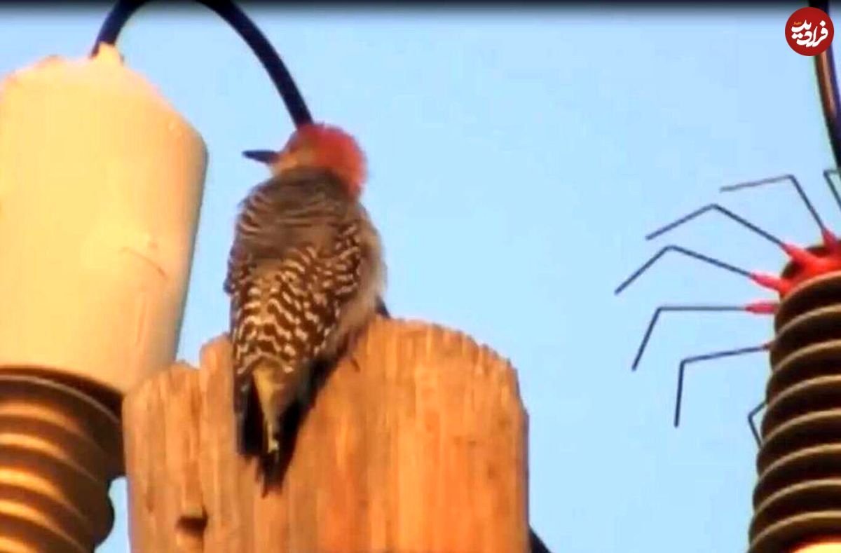 (ویدئو) وقتی حیوانات نگون بخت را برق می‌گیرد؛ پرنده ناپدید شد!