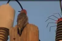 (ویدئو) وقتی حیوانات نگون بخت را برق می‌گیرد؛ پرنده ناپدید شد!