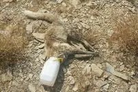 (ویدئو) تصاویر تلخ روباهی که در سطل ماست جان باخت