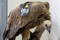 اتهام جاسوسی به کرکس بزرگ