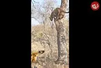 (ویدئو) شاخ و شانه کشیدن دیدنی پلنگ برای کفتار از روی درخت