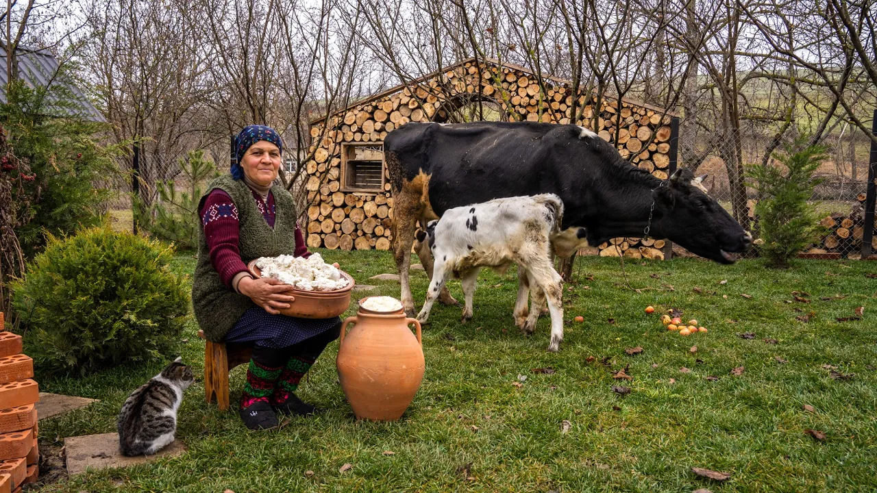 (ویدئو) فرآیند تهیه کره و پنیر با شیر تازه گاو توسط بانوی روستایی آذربایجانی