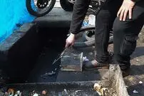 افزایش شکایات مردمی از ازدیاد موش‌های تهران