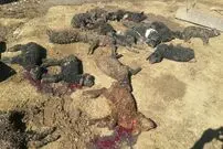 گرگ‌ها ۵۴ راس گوسفند را دریدند