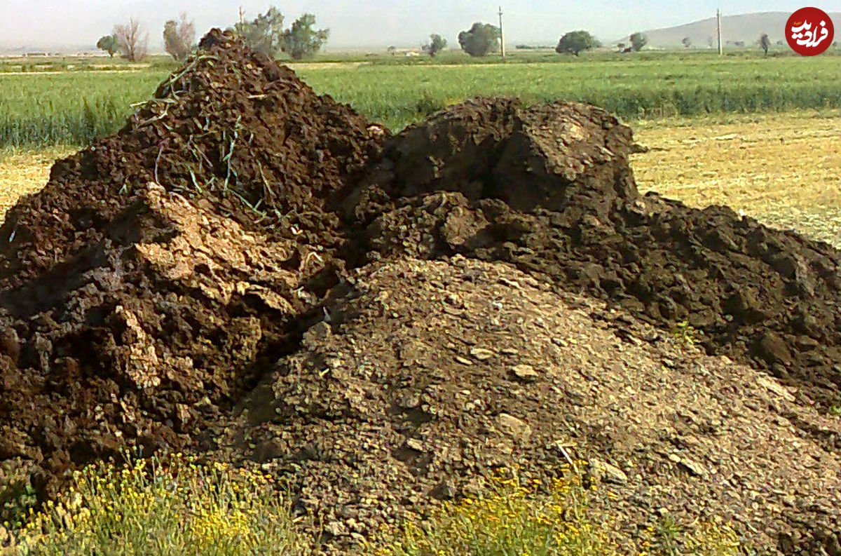 استفاده از "کود گاوی" برای تولید حرارت