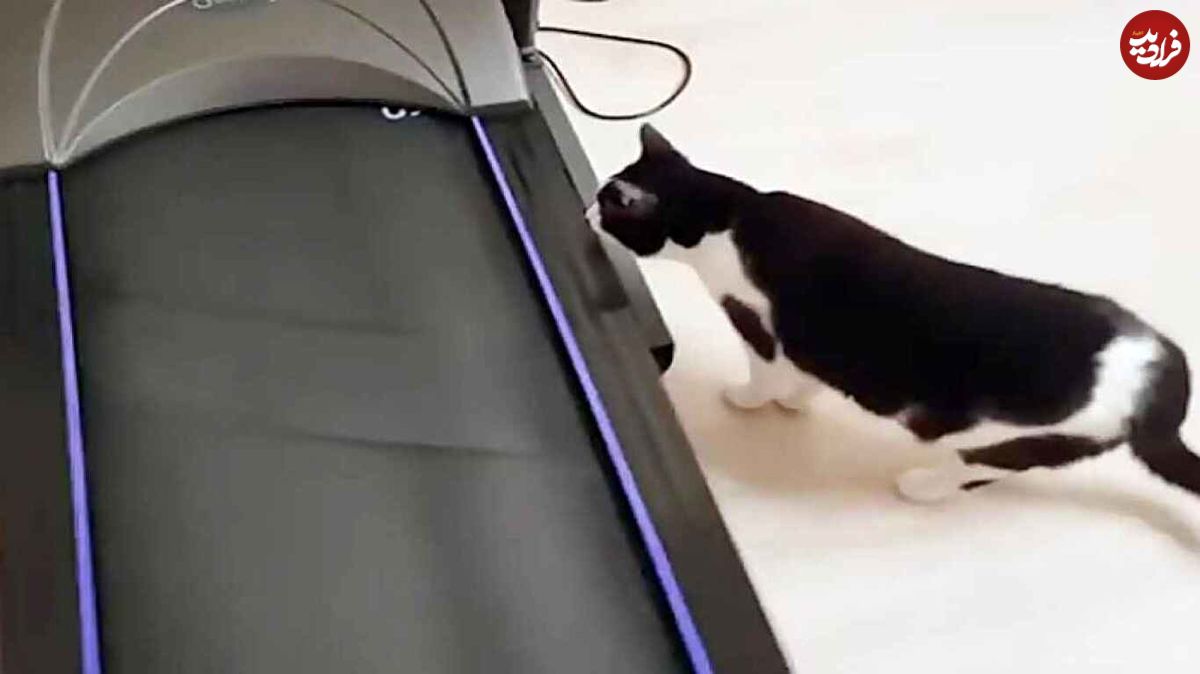 (ویدئو) تلاش جالب یک گربه برای تردمیل‌سواری