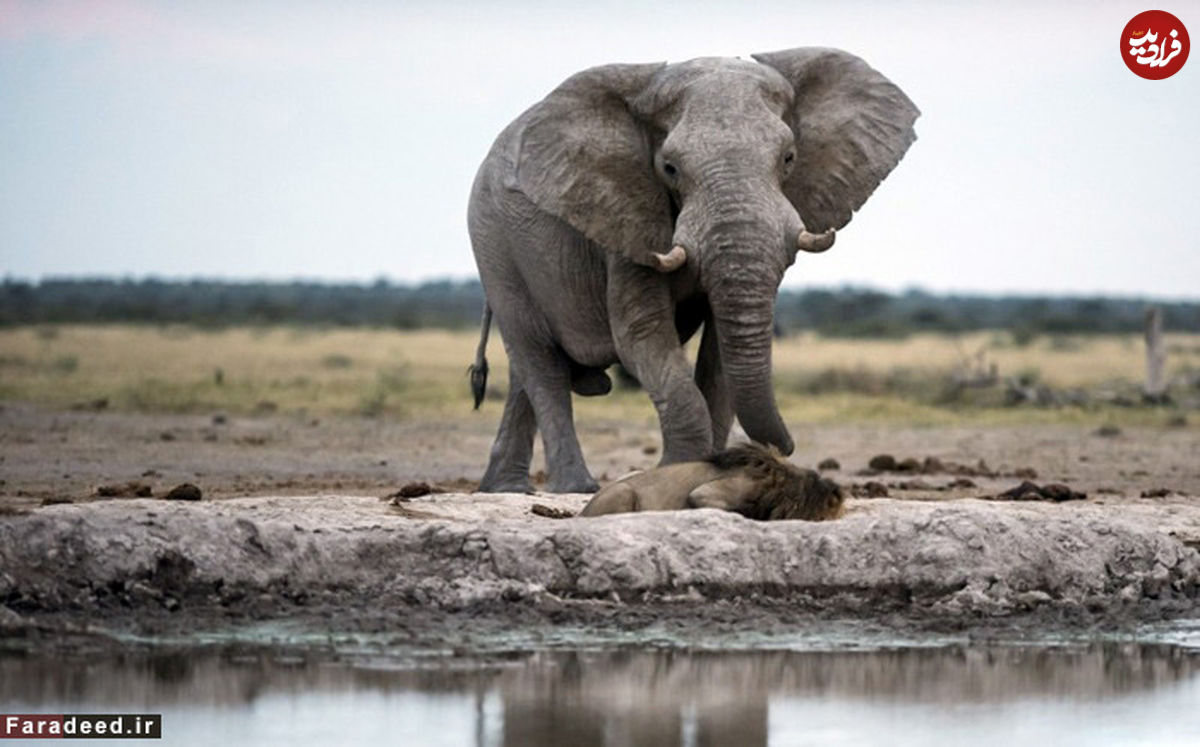 (تصاویر) فرار شیر نر از مقابل فیل