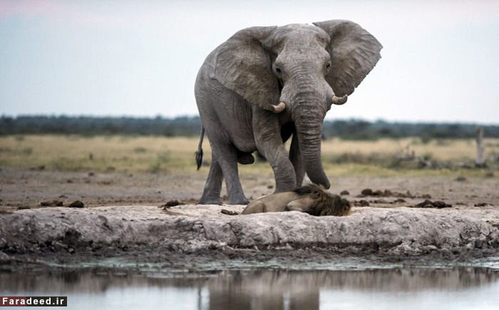 (تصاویر) فرار شیر نر از مقابل فیل