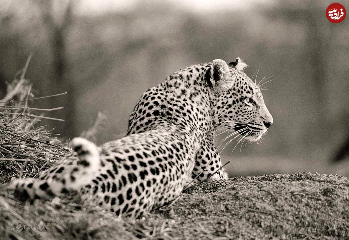 بهترین تصاویر برای حمایت از حیات‌وحش آفریقا
