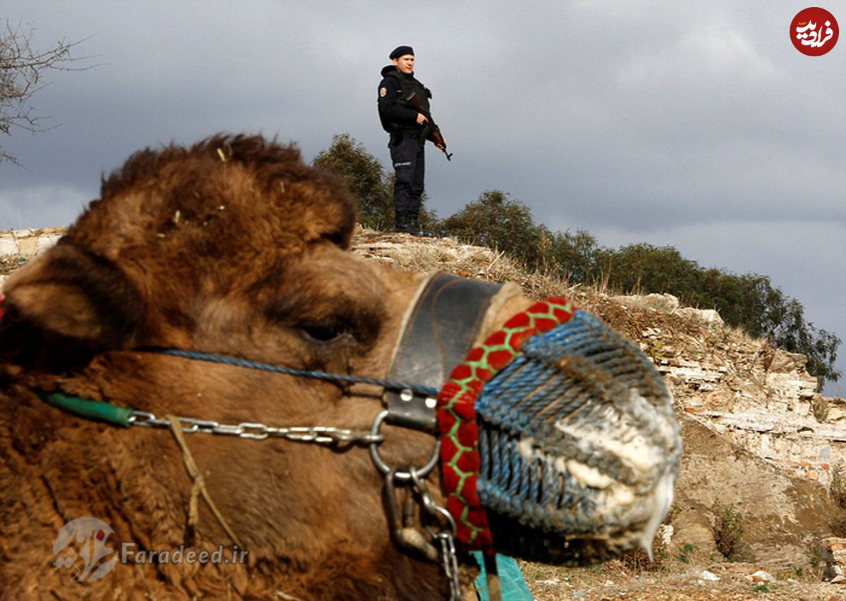تصاویر/ کُشتی شترها در ترکیه