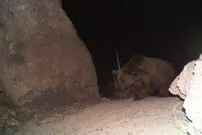 ثبت تصاویرخرس در خرم‎آباد