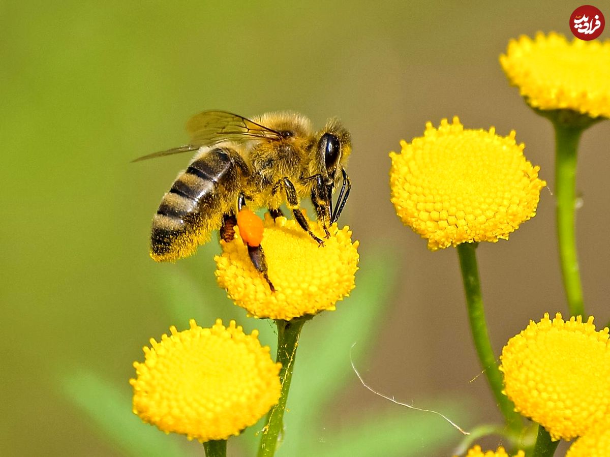 اگر زنبور‌ها بمیرند، ما زنده می‌مانیم؟
