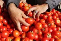 چرا گوجه‌فرنگی گران شد؟