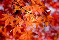 با آغاز پاییز کجای جهان بهار می‌شود؟ 