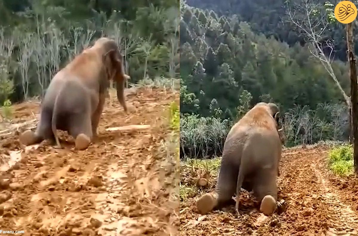 (ویدئو) لیز خوردن فیل بازیگوش پس از بارندگی روی تپه گل آلود