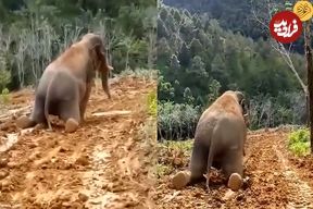 (ویدئو) لیز خوردن فیل بازیگوش پس از بارندگی روی تپه گل آلود
