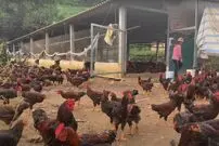 (ویدئو) ببینید این زن جوان ویتنامی چگونه 1500 مرغ و خروسی محلی را پرورش می دهد