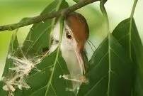 ( ویدیو) پرنده ای هنرمند به نام مرغ خیاط 