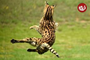 تصاویر؛ یوزگربه؛ ترکیب یوزپلنگ و گربه و معروف به «گربه فنری» که ۳ متر عمودی می‌پرد و می‌تواند صدای موش‌ها در زیرزمین را بشنود!