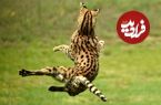 تصاویر؛ یوزگربه؛ ترکیب یوزپلنگ و گربه و معروف به «گربه فنری» که ۳ متر عمودی می‌پرد و می‌تواند صدای موش‌ها در زیرزمین را بشنود!