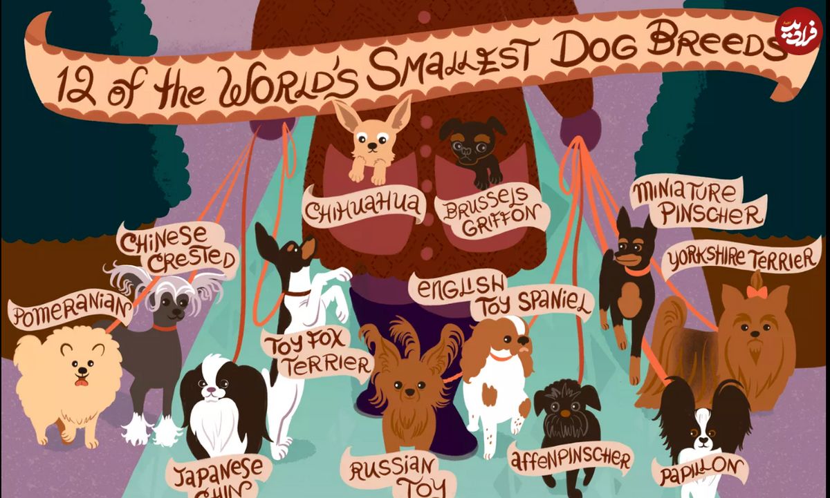 (تصاویر) همه چیز درباره ۱۲ نژاد از کوچک‌ترین سگ‌های جهان