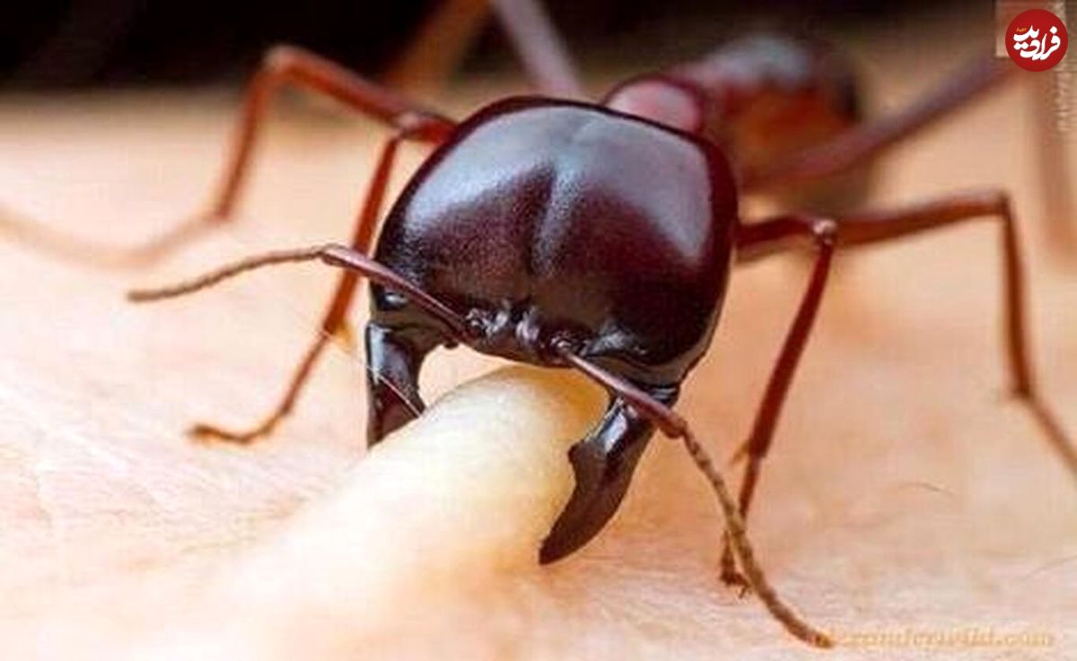 (ویدئو) شکار سوسک توسط ۲ مورچه نیرومند!
