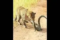 (ویدئو) سوسمار عصبانی به پلنگ سیلی می‌زند!