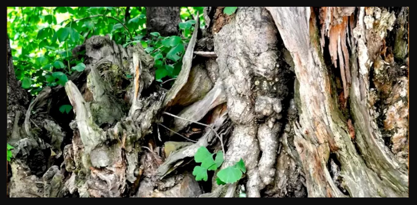 معمای توهم نوری: آیا می‌توانید جغد پنهان شده در میان درختان را در ۱۲ ثانیه پیدا کنید؟