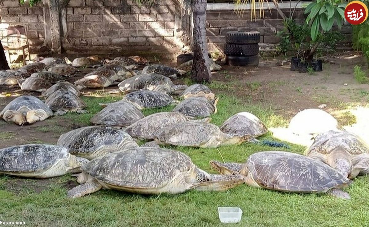 (ویدئو) نجات ۴۳ لاک‌پشت سبز قاچاق