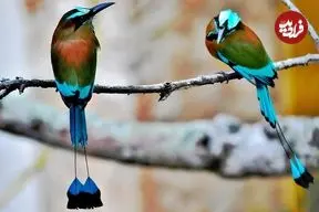 ببینید| 5 گونه از زیباترین پرنده های موت‌موت کمیاب در سراسر جهان